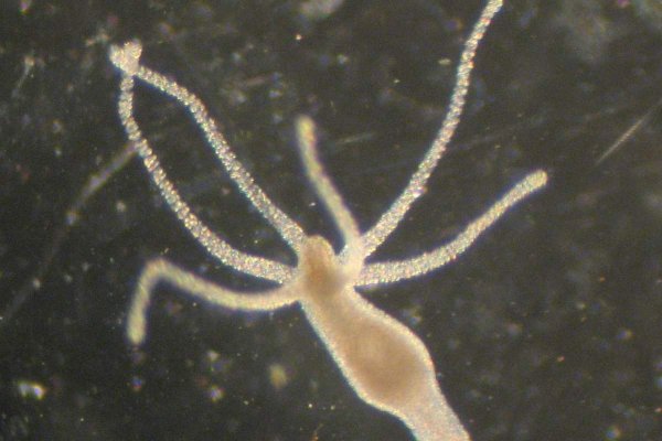 Kraken даркнет рынок ссылка