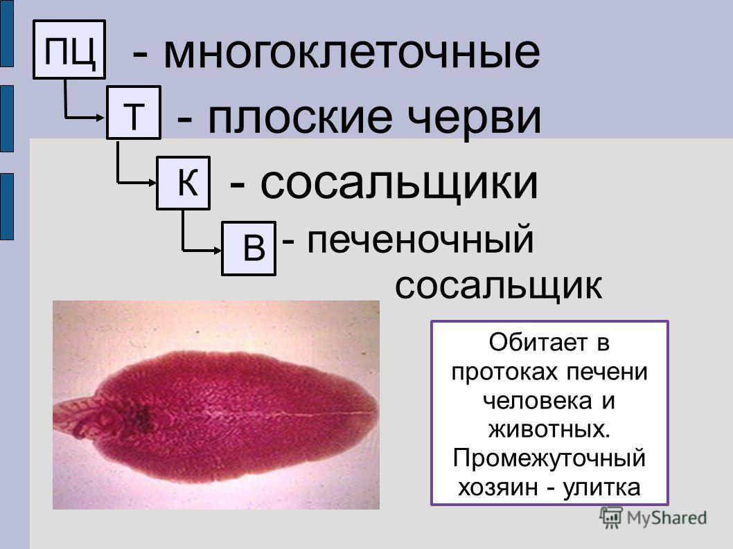 Кракен не заходит