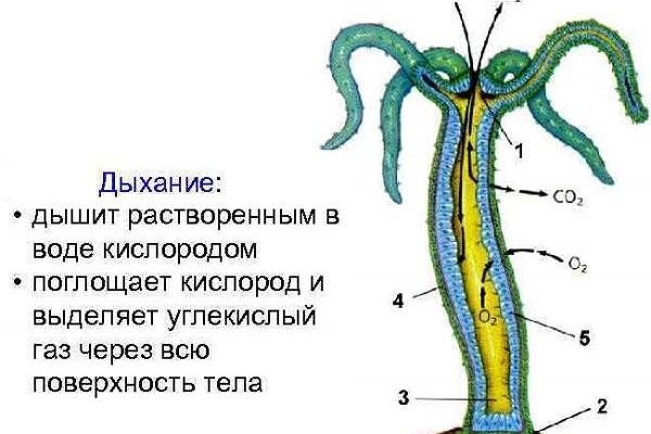Kraken 12 at сайт
